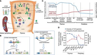 High Throughput Human T Cell Receptor Sequencing: A New Window Into Repertoire Establishment and Alloreactivity